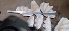 Giant Clam Shell Tridacna Gigas 4 Shells  On Iron Stands Plus 7 Assorted Shells