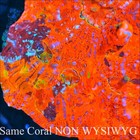Corals Of Eden Non Wysiwyg Live Coral Frag   Blood Moon Chalice Coral  75  