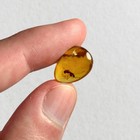 Mantisfly In Burmese   Burmite Amber Fossil   100  Genuine Amber 