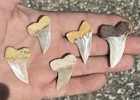 Lot Of 5 Fossil  Shark Teeth Megalodon Era Sharks Bakersfield  Tooth Vintage