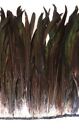 Natural Bronze Black Coque Rooster Tail Feathers 14-16 Inch  Per 100