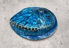 Polished Blue Dyed Abalone Midas Seashell  1 Shell Approx  5  Inches 