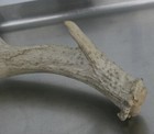 Weathered Whitetail Shed Antler Horn Deer Mount Taxidermy Rack