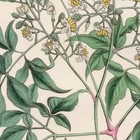 Curtis Botanical Magazine 1833 Vintage Flower Print 89 Garden Nandina