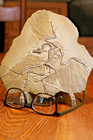 Replica Archeopteryx Fossil