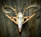 Whitetail Buck Deer Antler Shed European Skull Broadhead Plaque Wall Shelf Mount