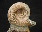 Iridescent Ammonite Fossil On Rainbow Pyrite  Volga River Saratov Russia 79 9gr