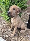 Great Dane Beige Garden Or Indoor Decor Collectable Memorial Dog Lover Gift