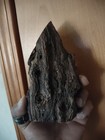 1950s Petrified Wood From Yuma Arizona