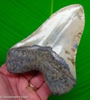 5 06    Megalodon Shark Tooth Real Fossil Xl Sharks Teeth - No Restorations