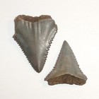 Pair Of Great White Shark Teeth Fossils From North Carolina With Coa