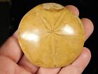Polished 150 Million Year Old  Sand Dollar Fossil Madagascar 87 0gr