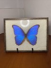 Morpho Didius Real Framed Butterfly Blue Peru