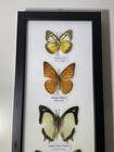 6 Butterfly Moth Taxidermy Art Glass Framed Butterflies Display Collection Case