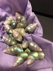 A Box Of  20 Queen Maireener  Shells