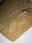 Triple Crinoid Calyx Plate Cymbiocrinus   Fifeocrinus Fossil Alabama Bangor Rare