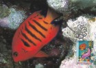 Mxc593  Maximum Card Set Of 5  Australia - Sea Creatures  Tiger Shark  Black Mar