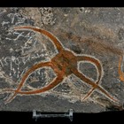 5 1  Brittlestar Ophiura Sp Starfish Fossil Ordovician Age Morocco Coa   Stand