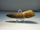 3    Spinosaur Tooth Morocco 