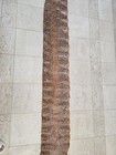 10  10 x 13  Wide Python Snake Skin Pelt Hide Aaa Python Specimen Vivid Patterns