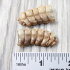 2 Small Rattlesnake Rattles   9758    Taxidermy Diamondback Sidewinder