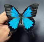 Papilio Ulysses Butterfly Taxidermy Real Specimen Shadow Box Insect Wall Decor
