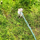3 Pack Adjustable Hamster Leash Harness Chinchilla Rabbit Hamster Guinea Pig
