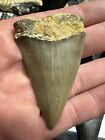 Big Razor  2 7    Mako Tooth Fossil Hastalis White Shark Teeth Megalodon Era S c 