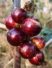 Beauflora Hybrid Jaboticaba   Acu Paulista   Layering Plant   1 Bare-root Plant