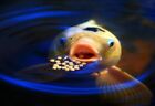 44-lb Spirulina Floating Pellets Koi  Pond   Aquarium Fish  Apx 0 8mm