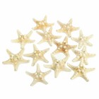 12 X White Knobby Starfish 5 To 7 Craft Sea Shell Beach Decor
