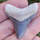 Bone Valley Megalodon Shark Tooth Fossil