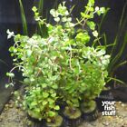Rotala Indica  rotundifolia  Red Live Aquarium Plants   buy One Get One 50  Off 