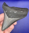 3 69    Georgia River Megalodon Shark Tooth Fossil Real Shark Teeth