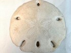 Large Natural Sand Dollar Sea Shell 4   Crafts  Wedding  Beach Decor