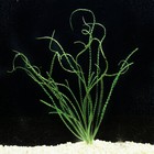 Crinum Calamistratum Live Aquarium Plants