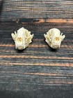 2 Raccoon Skulls Male Female Animal Mount Cave Western Decor Craft Unique Gift
