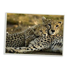  Home Decor Collection Cheetah Family Mother With Cub Wall Plaque Art  Multi 