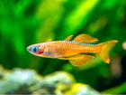 Red Neon Blue Eye Rainbowfish   Stunning Live Aquarium Fish