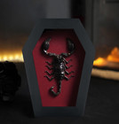 Coffin Christmas Gift Real Scorpion Framed Insect Taxidermy Gothic Home Decor