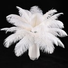 24pcs White Ostrich Feathers 8 To 10 Inch Natural Plumes For Wedding Crafts Deco