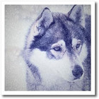 Husky  Siberian Husky 8x8 Iron On Heat Transfer For White Material