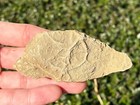 France Fossil Starfish In Matrix Asterie Lumbricalis Triassic Age Echinoderm