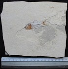 Spaniodon 16 - Very Good Preservation Zero Repairs - Cretaceous Fossils Lebanon