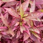 Grower s Choice High Light Plants  6 Bunches   Live Freshwater Aquarium Plants