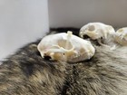 Lot Of 3 Real Raccoon Skull Taxidermy Trapping  Bones Skeleton Museum Cabin 