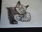 Content Cat And Kitten 3 Notepads 50 Sheets 8 5x5 5 New Black   White Drawing