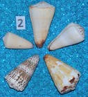 Five  5  Assorted Cone Sea Shells  Beach Decor Craft Tropical