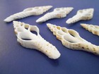 12 Center Cut Spindle Shells 4-5  White Seashell Beach Crafts Nautical Decor 