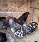 5  Sumatra Bantam Hatching Eggs  black  Blue  Splash  Oriental Gamefowl